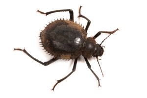 Prionotheca coronata